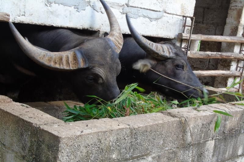 Source Hieu Tuyen - Aucoeurvietnam 